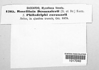 Image Associated With the Occurence